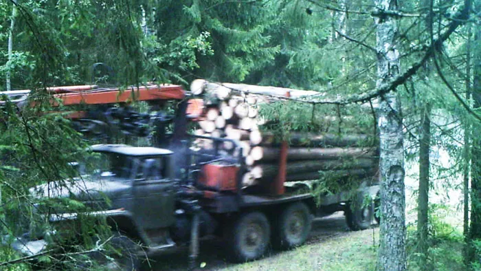 В Витебском лесхозе фотоловушка помогла выявить самовольную порубку леса. фото